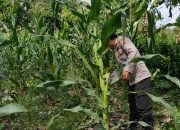 Rutin Pantau Lahan Jagung, Brigpol Willy Wujudkan Komitmen Polsek BP Peliung Dukung Ketahanan Pangan