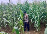 Kasium Polsek BP Peliung Tinjau Lahan Jagung di Desa Saung, Perkuat Komitmen Dukung Ketahanan Pangan Nasional