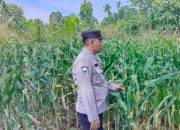 Brigpol Ferdy Dampingi Petani Cek Pertumbuhan Jagung, Polsek BP Peliung Terus Optimalkan Program Ketahanan Pangan