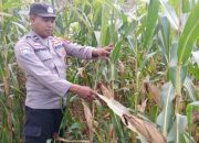Aiptu Rusmiyadi Monitoring Tanaman Jagung di Negeri Agung Jaya, Polsek BP Peliung Konsisten Dukung Ketahanan Pangan
