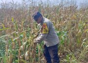 Kanit Binmas Polsek BP Peliung Rutin Awasi Pertumbuhan Jagung, Perkuat Ketahanan Pangan dari Desa