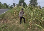 Brigpol Harry Rutin Pantau Pertumbuhan Jagung, Polsek Buay Pemuka Peliung Perkuat Dukungan Ketahanan Pangan Nasional