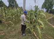 Kanit Provos Polsek Buay Pemuka Peliung Tinjau Lahan Jagung Binaan, Pastikan Program Ketahanan Pangan Berjalan Optimal