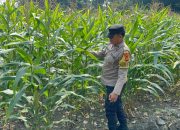 Bhabinkamtibmas Polsek Buay Pemuka Peliung Intensif Dampingi Petani, Pertumbuhan Jagung di Desa Bantan Terus Dipantau