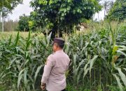Aiptu Priyo Pantau Pertumbuhan Jagung di Desa Negeri Pakuan, Wujud Nyata Dukungan Polri terhadap Ketahanan Pangan