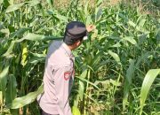 Kasium Polsek Buay Pemuka Peliung Pantau Lahan Jagung di Desa Pulau Negara, Dorong Pemanfaatan Lahan Produktif