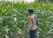 Bhabinkamtibmas Polsek Buay Pemuka Peliung Tinjau Lahan Jagung di Desa Banu Ayu, Perkuat Program Ketahanan Pangan