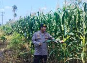 Brigpol Willy Lakukan Monitoring Lahan Jagung di Desa Bantan, Polsek Buay Pemuka Peliung Terus Dukung Ketahanan Pangan