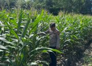 Kasium Polsek Buay Pemuka Peliung Cek Lahan Jagung di Desa Negeri Agung, Pastikan Pertumbuhan Tanaman Optimal