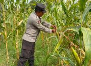 Optimalkan Lahan Produktif, Kasium Polsek Buay Pemuka Peliung Pantau Pertumbuhan Jagung Binaan di Desa Bantan