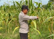 Rutin Pantau Pertumbuhan Jagung, Kasium Polsek Buay Pemuka Peliung Perkuat Dukungan Ketahanan Pangan Nasional