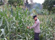 Dukung Swasembada Pangan, Brigpol Hari Rutin Pantau Pertumbuhan Jagung di Desa Negeri Agung