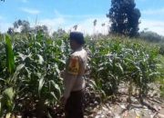 Bhabinkamtibmas Polsek Buay Pemuka Peliung Rutin Dampingi Petani, Pantau Pertumbuhan Jagung di Desa Banu Ayu
