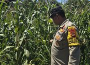 Bhabinkamtibmas Desa Banu Mas Aktif Dampingi Kelompok Tani, Pertumbuhan Jagung Terus Dipantau