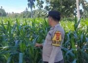 Cek Perkembangan Jagung di Desa Bantan, Bhabinkamtibmas Polsek Buay Pemuka Peliung Perkuat Pendampingan Petani