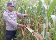 Kanit Bimas Polsek Buay Pemuka Peliung Intensif Pantau Pertumbuhan Jagung di Desa Saung
