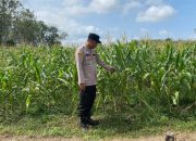 Aipda I Putu Superdianto Cek Lahan Jagung Petani di Desa Darma Buana, Dukung Ketahanan Pangan Nasional