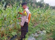 Dukung Program Ketahanan Pangan, Aipda Saleh Monitoring Perkembangan Lahan Jagung di Wilayah Madang Suku I