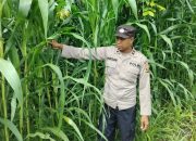 Kanit Bimas Polsek Buay Pemuka Peliung Rutin Pantau Pertumbuhan Jagung, Perkuat Ketahanan Pangan Nasional