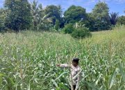 Perkuat Swasembada Pangan, Kanit Bimas Polsek Buay Pemuka Peliung Pantau Tanaman Jagung di Desa Negeri Agung
