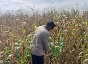 Bhabinkamtibmas Polsek Buay Pemuka Peliung Intensif Pantau Lahan Jagung di Desa Bantan Pelita, Dukung Ketahanan Pangan Nasional