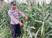Kanit Bimas Polsek Buay Pemuka Peliung Tinjau Lahan Jagung di Desa Pulau Negara, Dorong Pemanfaatan Lahan Produktif
