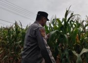 Brigpol Willy Pantau Pertumbuhan Jagung di Desa Negeri Agung, Wujud Nyata Dukungan Polsek Buay Pemuka Peliung terhadap Ketahanan Pangan