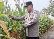 Rutin Monitoring Lahan Jagung, Brigpol Willy Perkuat Peran Polsek Buay Pemuka Peliung Dukung Ketahanan Pangan