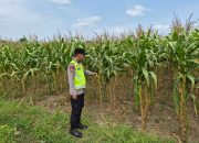 Bhabinkamtibmas Polsek Madang Suku I Tinjau Pertumbuhan Jagung Warga, Wujud Dukungan terhadap Program Ketahanan Pangan