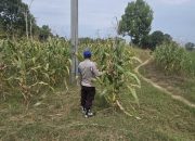 Kanit Provos Polsek Buay Pemuka Peliung Intensif Pantau Lahan Jagung di Desa Banu Mas, Perkuat Komitmen Ketahanan Pangan