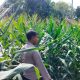 Kanit Bimas Polsek Buay Pemuka Peliung Monitoring Lahan Jagung di Desa Saung, Perkuat Sinergi Ketahanan Pangan Nasional