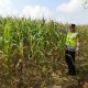 Aipda Bobi Juanda Pantau Lahan Jagung Dukung Ketahanan Pangan Nasional