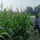 Brigpol Harry Pantau Lahan Jagung di Desa Bantan Pelita, Wujud Komitmen Polsek BP Peliung Dukung Ketahanan Pangan