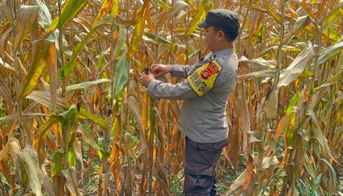 Bhabinkamtibmas Polsek BP Peliung Rutin Pantau Lahan Jagung, Wujud Nyata Dukungan Ketahanan Pangan Nasional