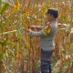 Bhabinkamtibmas Polsek BP Peliung Rutin Pantau Lahan Jagung, Wujud Nyata Dukungan Ketahanan Pangan Nasional