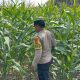Bhabinkamtibmas Polsek BP Peliung Optimalkan Pendampingan Petani, Pertumbuhan Jagung di Desa Banu Ayu Terus Dipantau