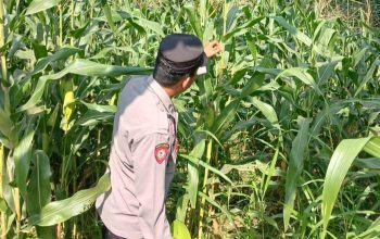 Kasium Polsek BP Peliung Pantau Pertumbuhan Jagung di Desa Pulau Negara, Perkuat Komitmen Dukung Ketahanan Pangan