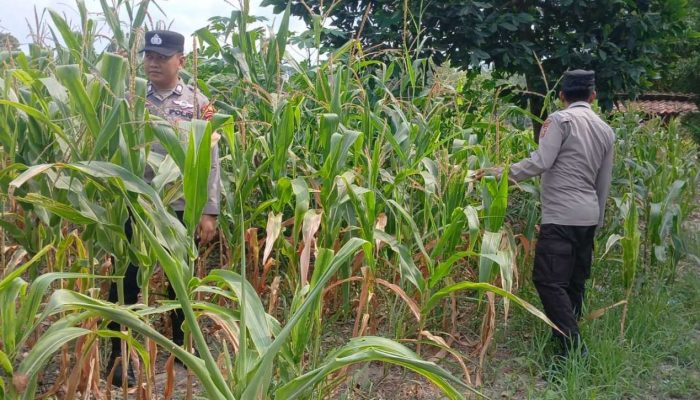 Kasium dan Personel Polsek BP Peliung Kompak Pantau Lahan Jagung, Perkuat Dukungan terhadap Ketahanan Pangan Nasional