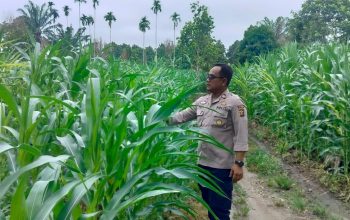 Bhabinkamtibmas Polsek BP Peliung Monitoring Lahan Jagung di Negeri Pakuan, Dukung Ketahanan Pangan Nasional