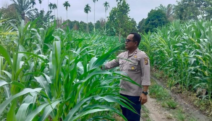 Bhabinkamtibmas Polsek BP Peliung Monitoring Lahan Jagung di Negeri Pakuan, Dukung Ketahanan Pangan Nasional