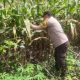 Bhabinkamtibmas Polsek BP Peliung Pastikan Pertumbuhan Jagung Optimal Lewat Monitoring Rutin Lahan Ketahanan Pangan