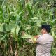 Pantau Lahan Jagung di Desa Banu Ayu, Bhabinkamtibmas Polsek BP Peliung Perkuat Program Ketahanan Pangan