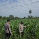Personel Polsek BP Peliung Pantau Lahan Jagung di Desa Negeri Agung, Wujud Nyata Dukung Ketahanan Pangan