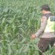 Bhabinkamtibmas Polsek BP Peliung Intensif Dampingi Petani, Pantau Pertumbuhan Jagung di Desa Bantan
