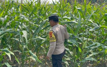 Bhabinkamtibmas Polsek BP Peliung Intensif Pantau Lahan Jagung Binaan, Perkuat Ketahanan Pangan di Desa Banu Ayu