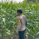Bhabinkamtibmas Polsek BP Peliung Intensif Pantau Lahan Jagung Binaan, Perkuat Ketahanan Pangan di Desa Banu Ayu