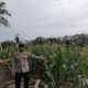 Polsek Madang Suku I Pantau Perkembangan Tanaman Jagung Program Ketahanan Pangan di Desa Bangsa Negara