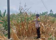 Aipda Saleh Tinjau Lahan Jagung Milik Warga, Polsek Madang Suku I Perkuat Dukungan Program Ketahanan Pangan