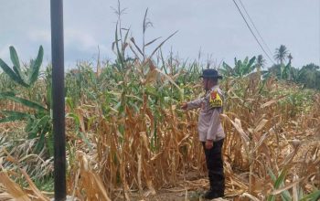 Aipda Saleh Tinjau Lahan Jagung Milik Warga, Polsek Madang Suku I Perkuat Dukungan Program Ketahanan Pangan