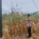 Aipda Saleh Tinjau Lahan Jagung Milik Warga, Polsek Madang Suku I Perkuat Dukungan Program Ketahanan Pangan